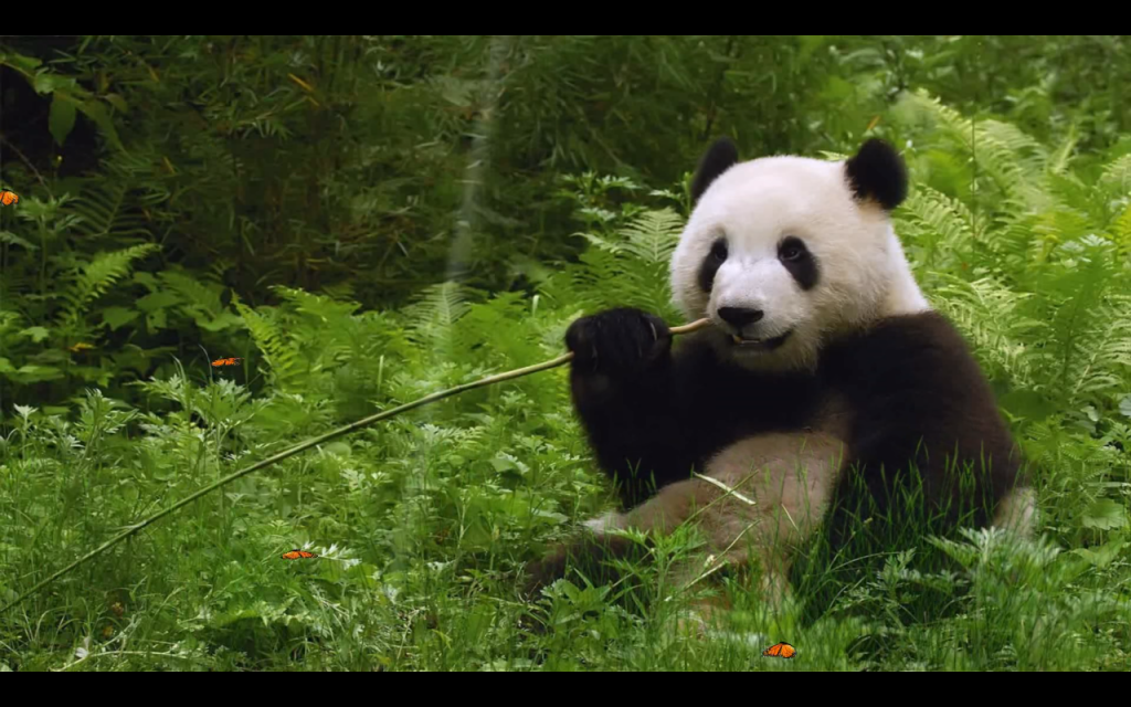 panda